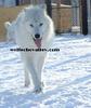 arctic wolves