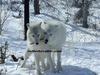 arctic wolves