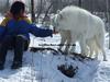 arctic wolves