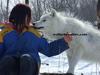 arctic wolves