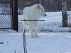 arctic wolves