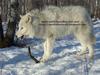 arctic wolves