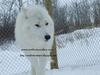 arctic wolves