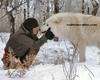 arctic wolves