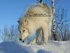 arctic wolves