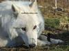 arctic wolves