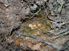 Erithacus rubecula nest