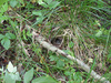 Phylloscopus trochilus nest