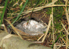 Phylloscopus trochilus nest