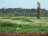 Ciconia ciconia nest on water-tower