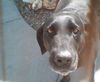 Dogs