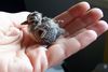 Peep, Day 14 (Peaceful Dove chick) (Peaceful dove; Geopelia placida)