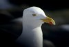 Herring Gull