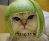 kucing ada helmet