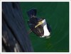 pied cormorant 1/2