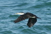 Pied Cormorant (Phalacrocorax varius) - Wiki