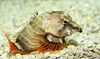 Grunt Sculpin (Rhamphocottus richardsoni)