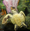 Loggerhead Sea Turtle (Caretta caretta)