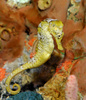 Long Nose Seahorse (Hippocampus reidi)