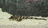 Northern Spearnose Poacher (Agonopsis vulsa)