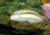 Slippery Dick (Halichoeres bivittatus)