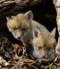 Red Fox (Vulpes vulpes) pups