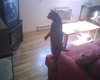 Ty Searching his mouse