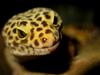 Leopard Gecko (Eublepharis macularius)