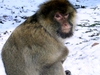 Barbary Macaque (Macaca sylvanus)