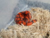 aberrant patterned hypo Honduran Milksnake