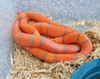 Extreme Hypo Honduran Milksnake