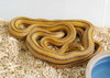 Yellow Ratsnake