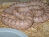 Hypo Lavender Cornsnake