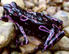poison dart frog