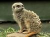 Meerkat (Suricata suricatta)