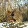 Barbary Macaques (Macaca sylvanus)