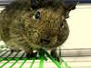 Degu (Octodon degus)