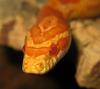 Corn Snake (Elaphe guttata guttata)