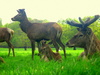 Red Deer (Cervus elaphus)