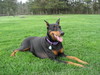 Doberman Pinscher