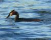 Great Crested Grebe (Podiceps cristatus)