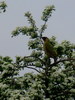 Green Woodpecker (Picus viridis)