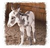 Miniature Mediterranean Donkeys