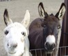 Miniature Mediterranean Donkeys