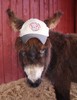 Miniature Mediterranean Donkeys