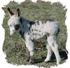 Miniature Mediterranean Donkeys