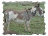 Miniature Mediterranean Donkeys