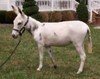 Miniature Mediterranean Donkeys