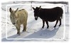 Miniature Mediterranean Donkeys