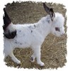 Miniature Mediterranean Donkeys